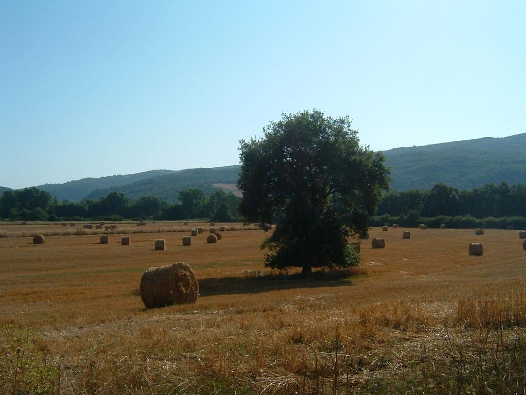 Agriturismo Il Casalino Pari Екстер'єр фото